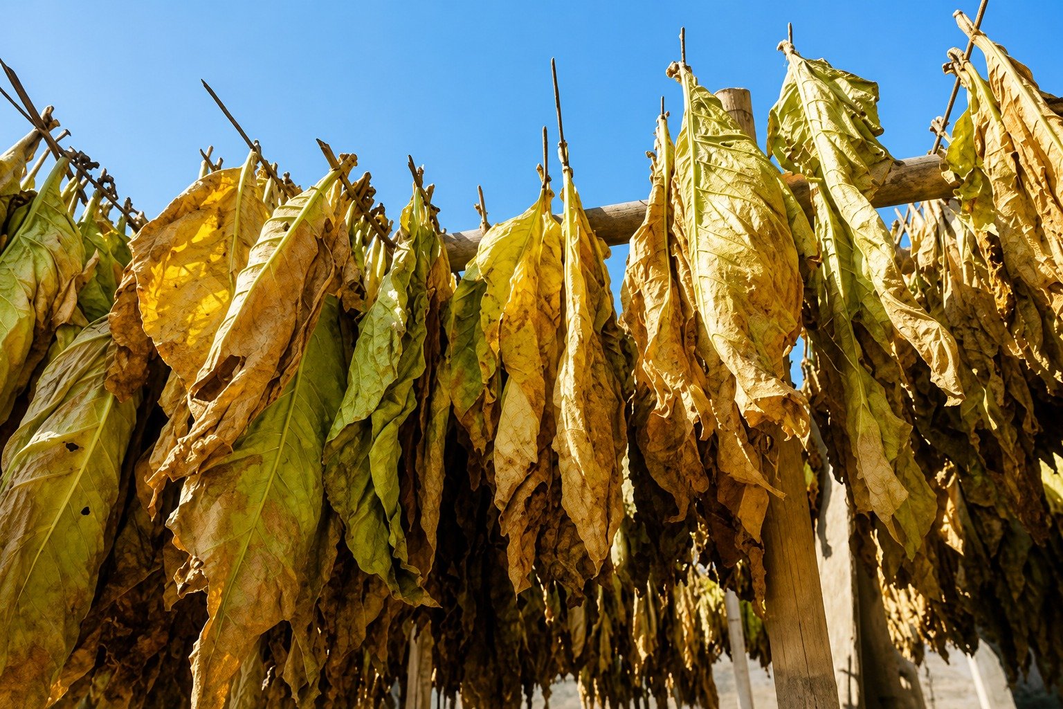 Light Sun-Cured Virginia Tobacco