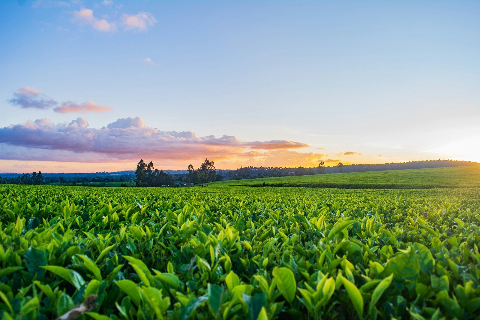 Tobacco fields in Pakistan at sunrise
