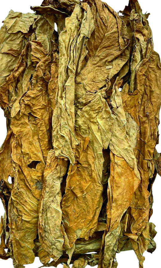 Why Moisture Control Decides Leaf Quality