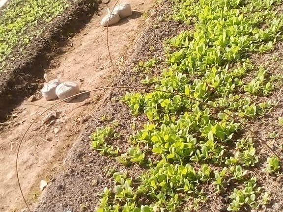 Seedbed & Nursery