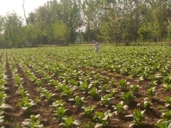 Transplanting to Field