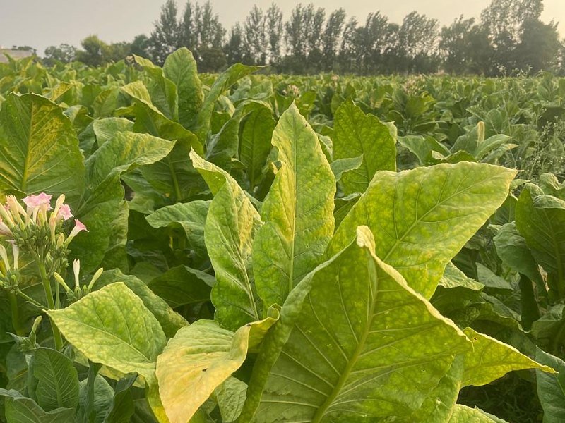 Crop Growth & Topping