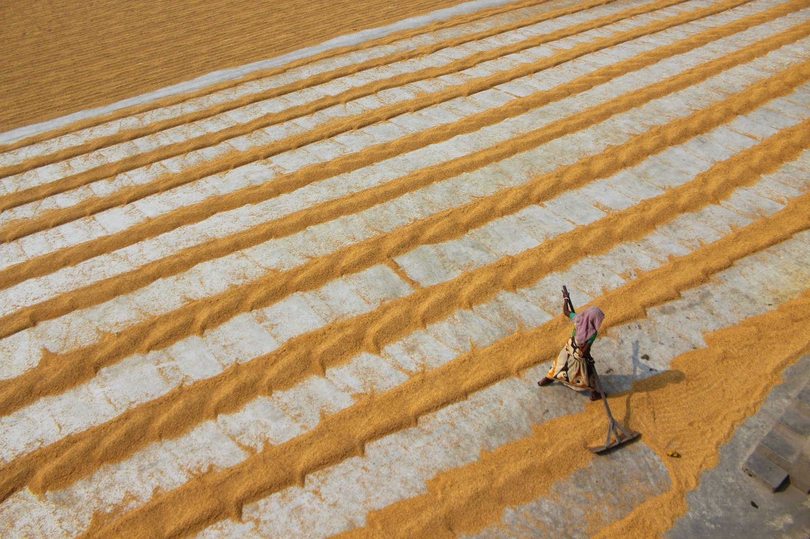 Harvested paddy laid out to dry at a rice yard in Pakistan